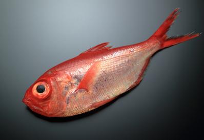 Alfonsino